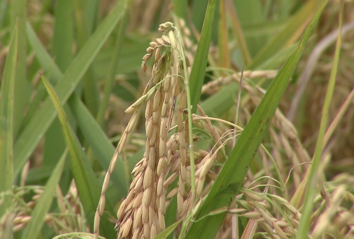 LSU AgCenter scientist working on resilient rice project